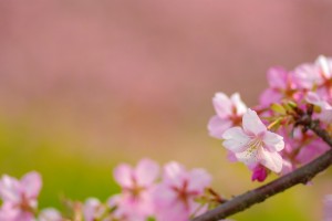 sakura